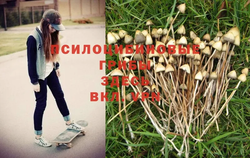 Галлюциногенные грибы Cubensis  Долинск 